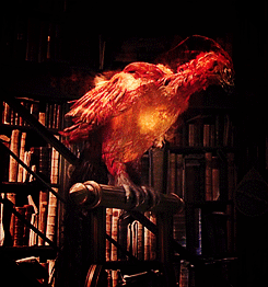 Favorite Magical Creatures] Phoenix (Fawkes) | Wiki | Harry Potter Amino